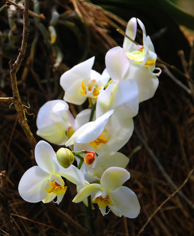 Как прекрасны орхидеи, словно сказочные феи..... - Tatiana Markova