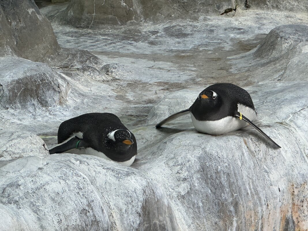 Пингвины - <<< Наташа >>>