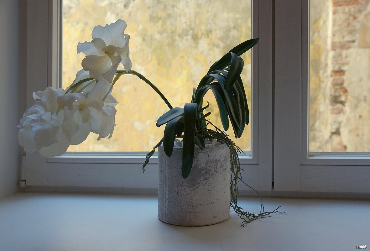 Цветок на окне - san05 -  Александр Савицкий