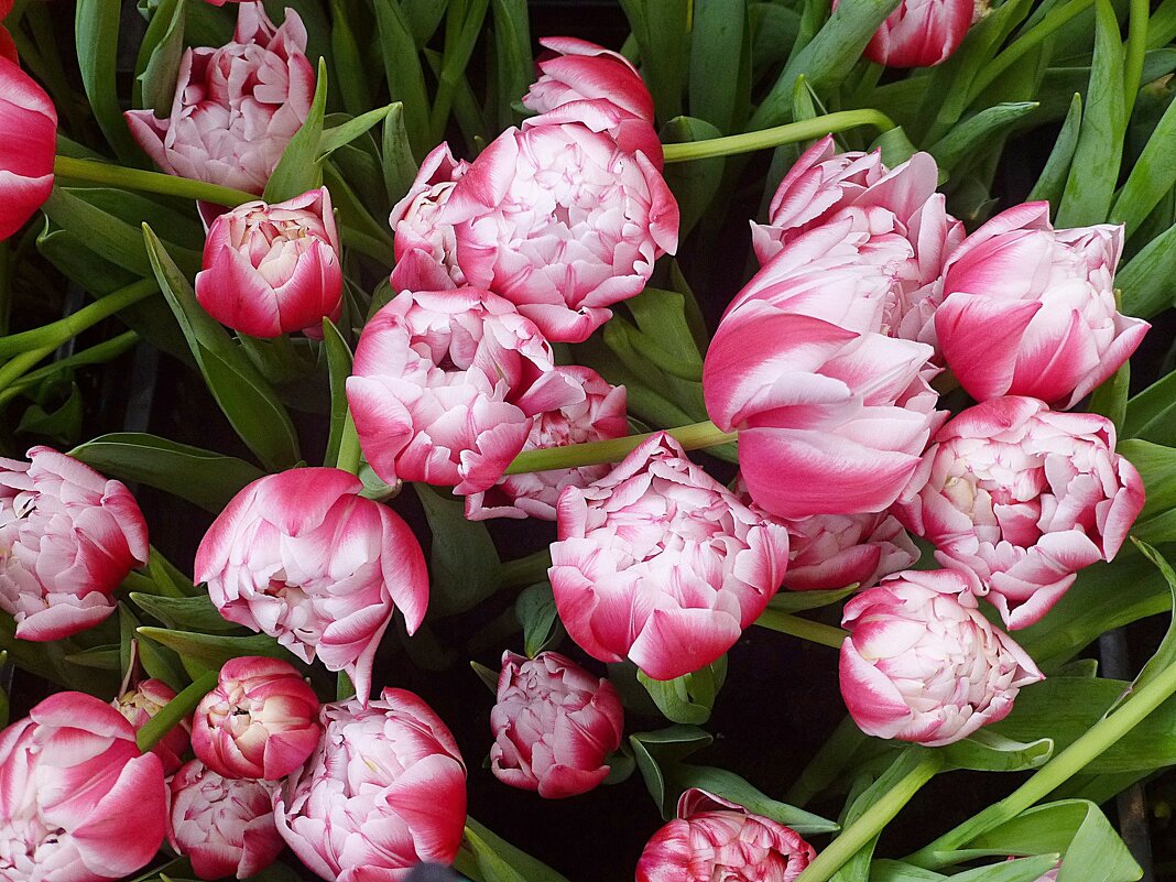 Пионовидные тюльпаны - Лидия Бусурина