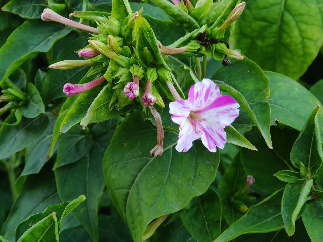 Цветок Мирабилис Ночная красавица (2,5 гр.)
