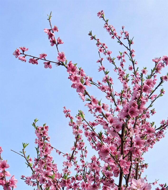 Красиво персик цветёт - tatyana 