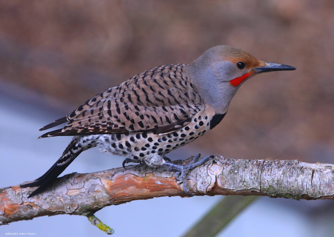 Northern Flicker - Sergey Krivtsov