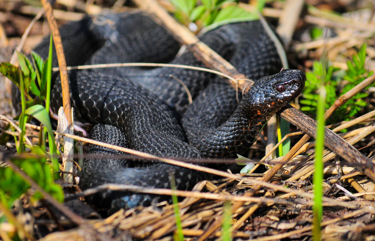 Обыкновенная гадюка(Vipera berus) - Иван 