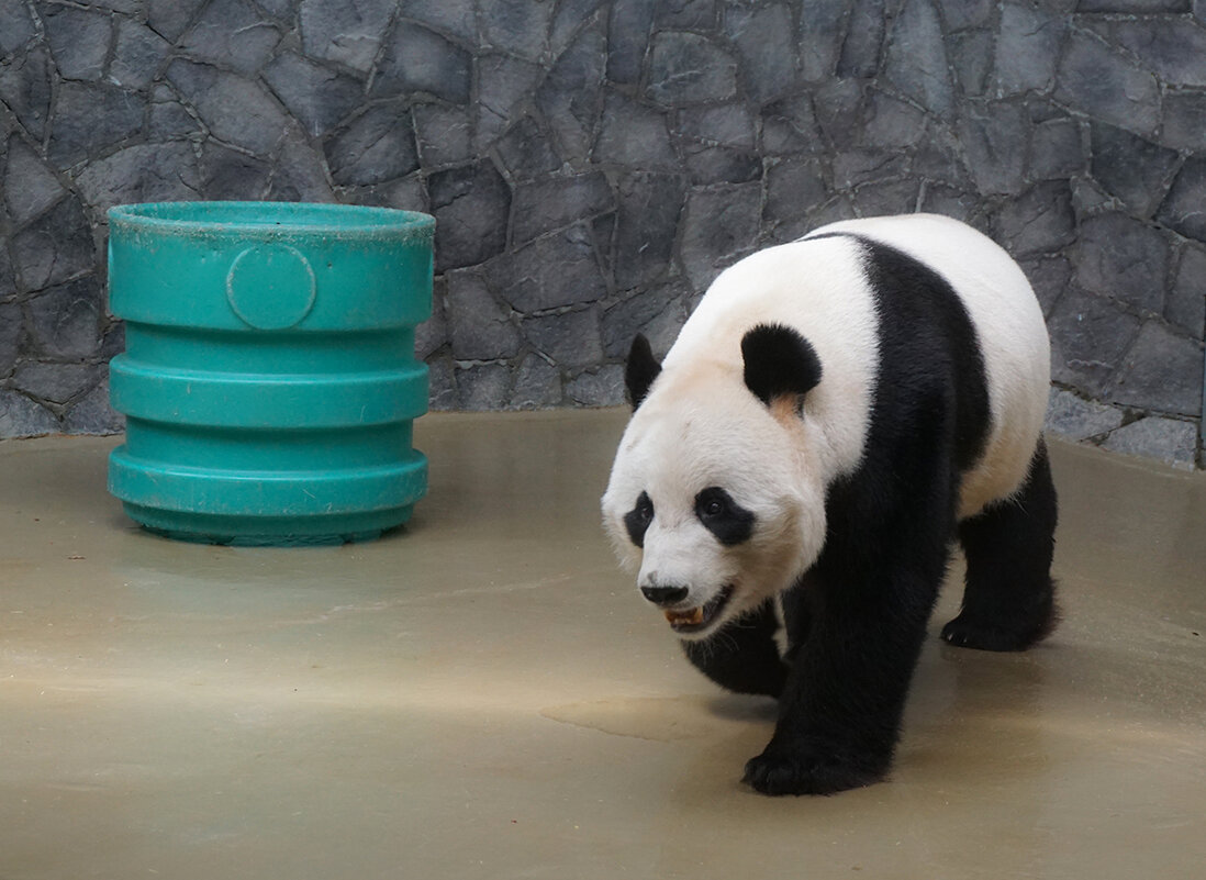 Панды в зоопарке - Ольга 
