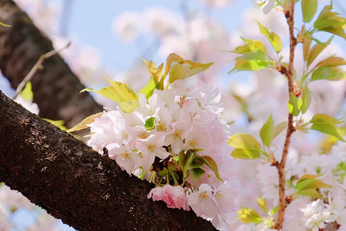 Цветок сакуры в Японии - wea *