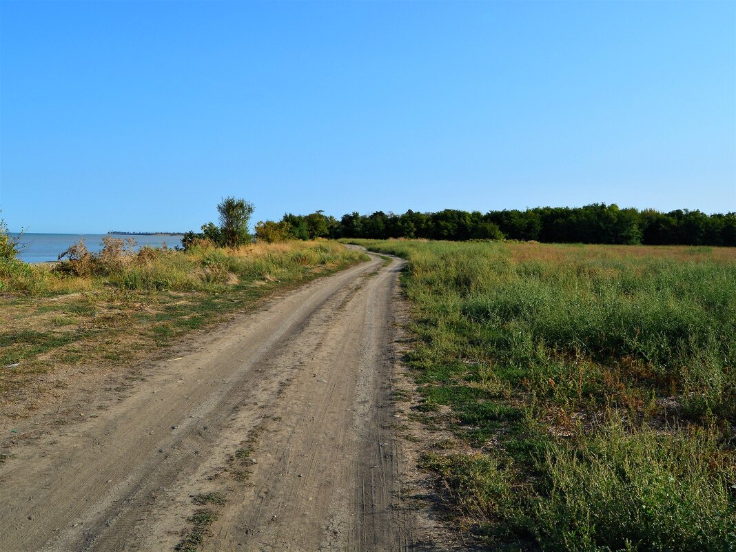 Приморско-Ахтарск. Дорога вдоль поля амброзии. - Пётр Чернега