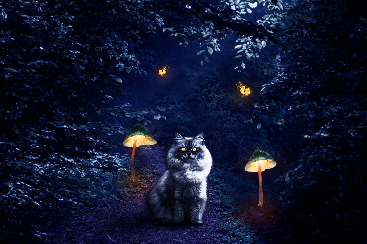 кошка Вика в сказочном лесу. - Лёва Пиантковский 