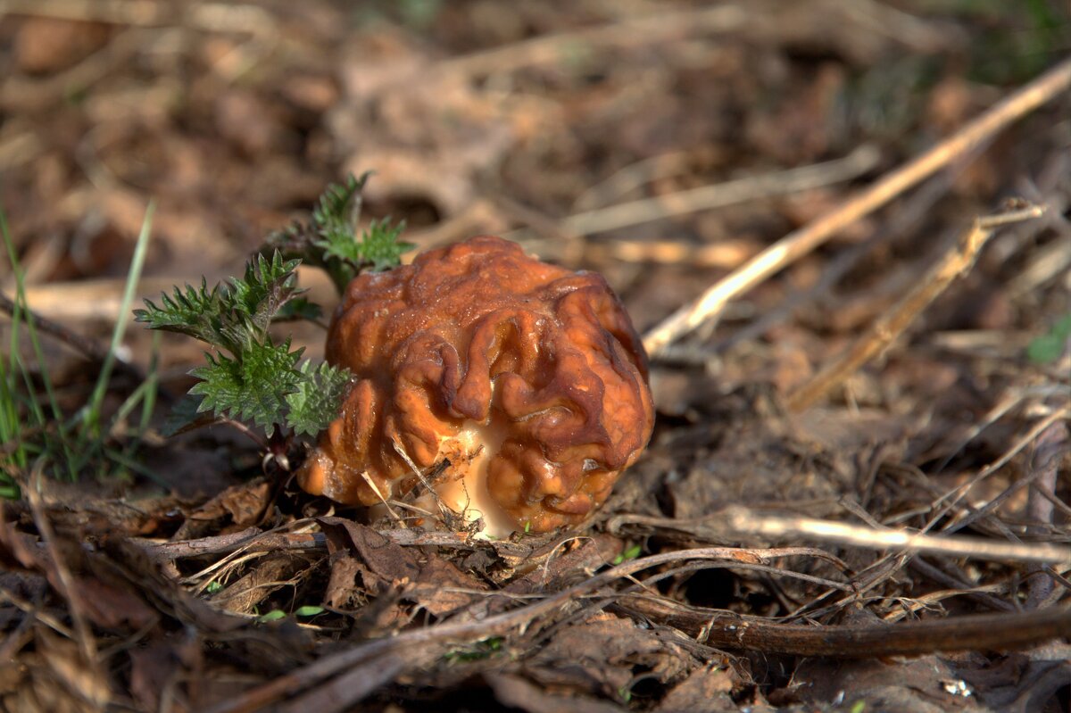 Первые весенние съедобные грибы - Александр Мотырев