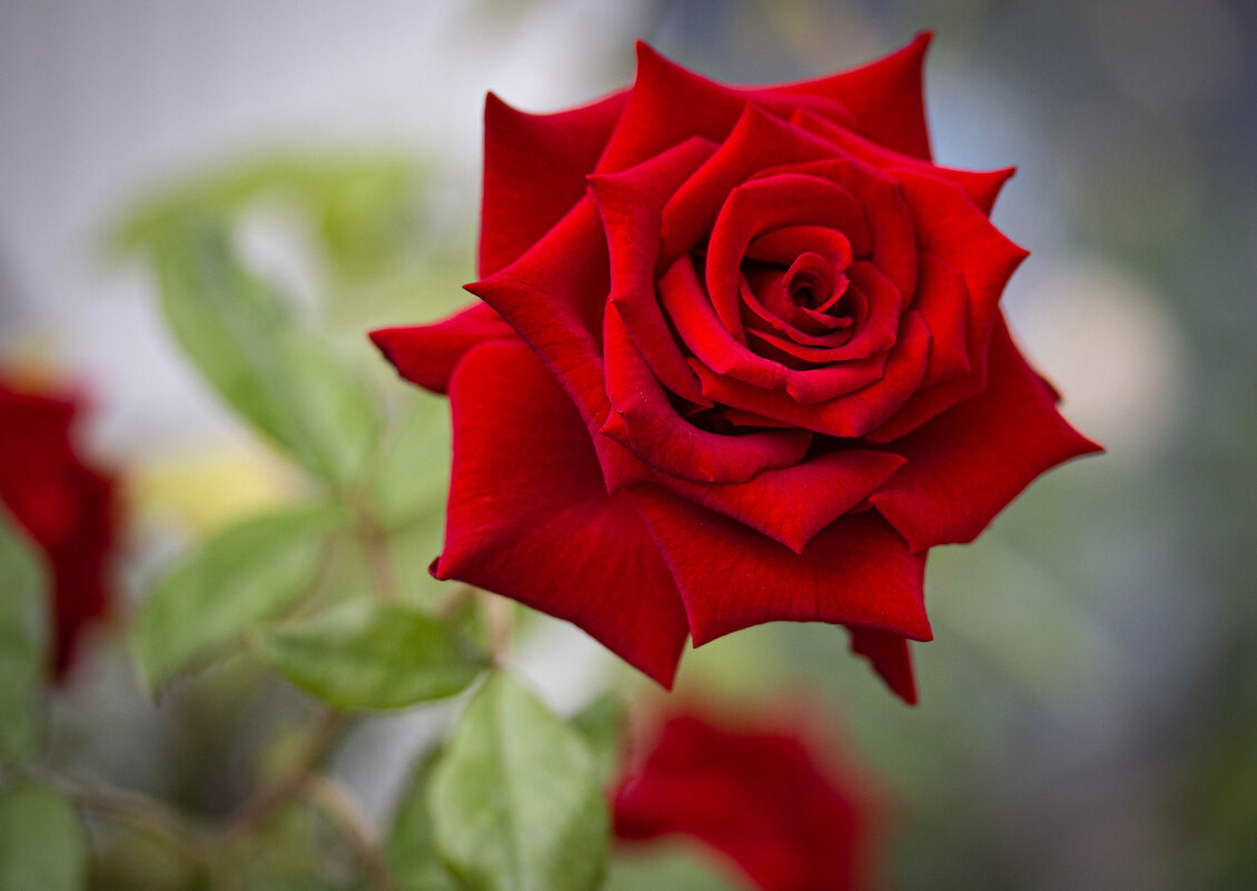 Красная роза - Татьяна Панчешная