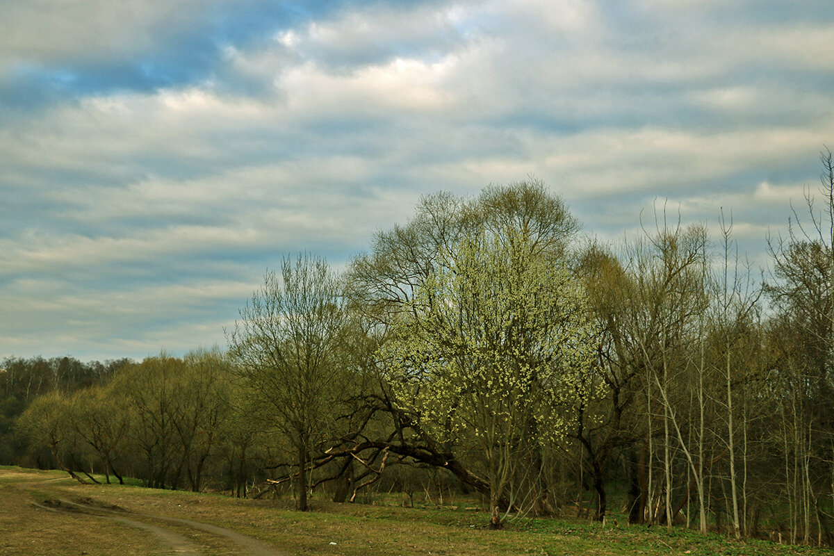 Весенний пейзаж - Светлана 