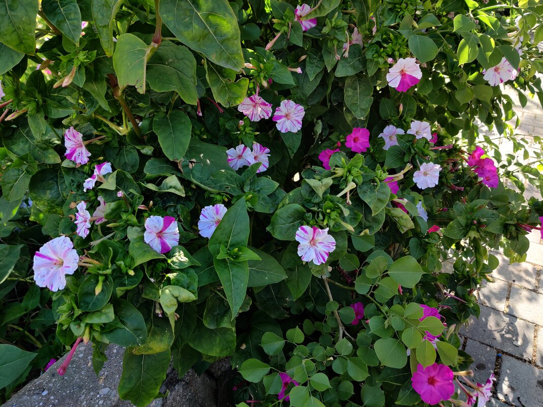 Мирабилис – ароматные цветы ночной красавицы - Светлана Хращевская