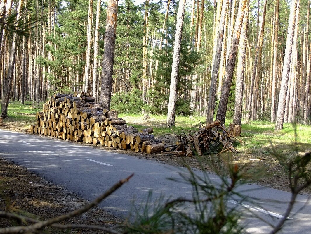 Уборка леса - Фёдор Меркурьев