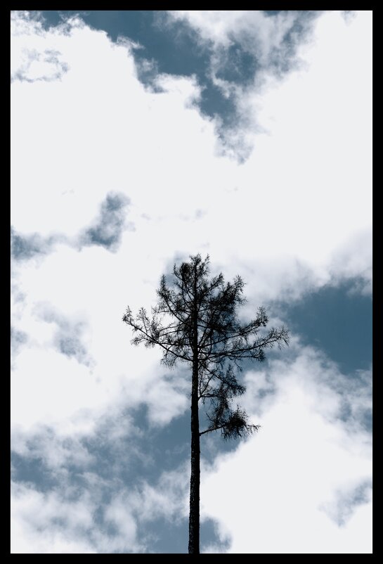 деревья растут до неба - Jiří Valiska
