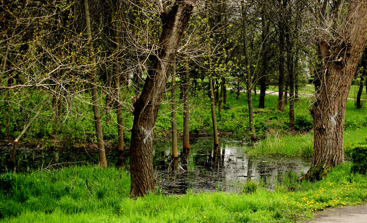 Весеннее болотце в парке. - barsuk lesnoi