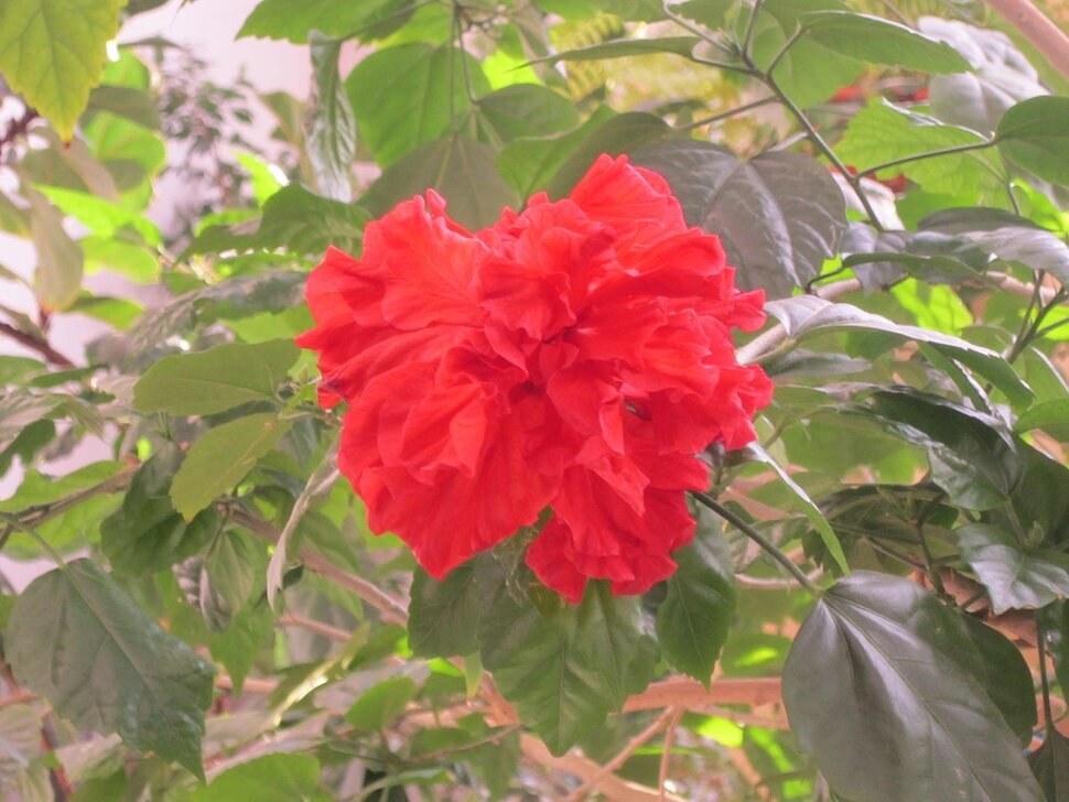 Красный цветок - Дмитрий Никитин