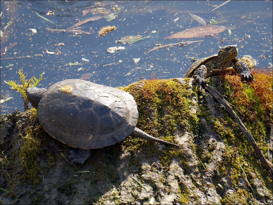 ещё один вид черепах - Сеня Белгородский