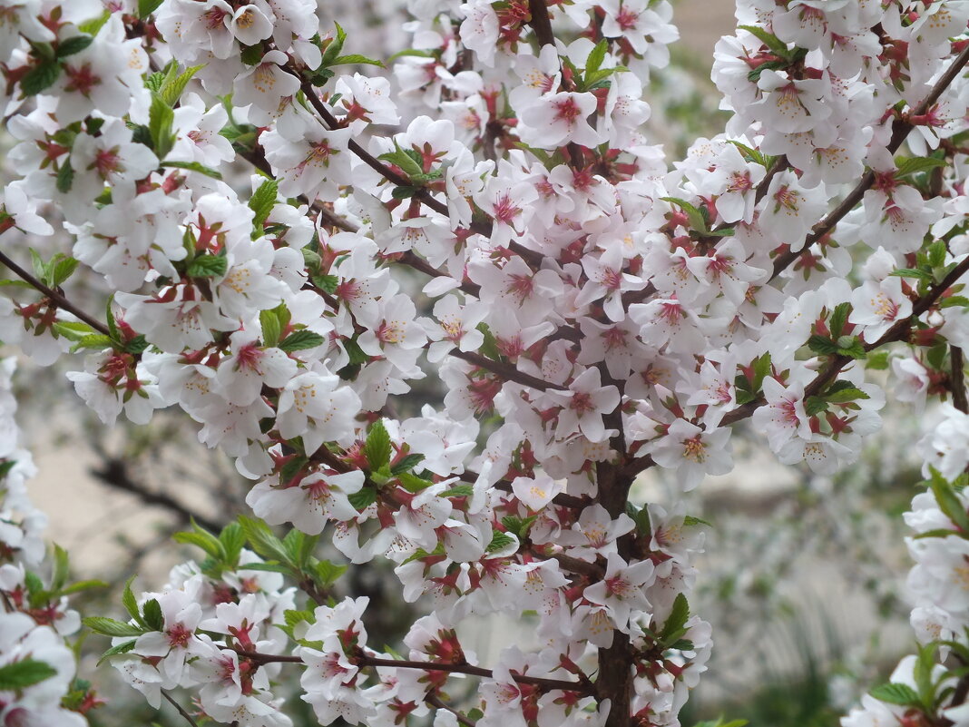 Цвет войлочной вишни - Зоя Мишина