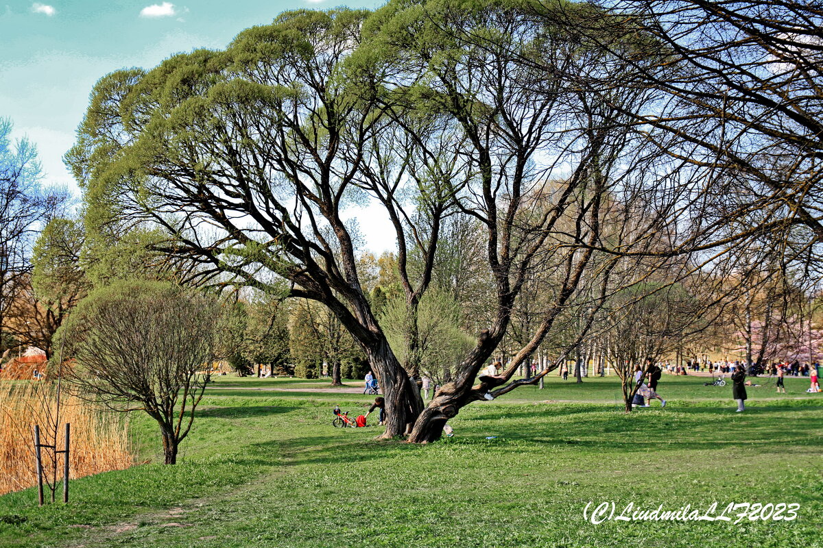 Старая ива в парке - Liudmila LLF