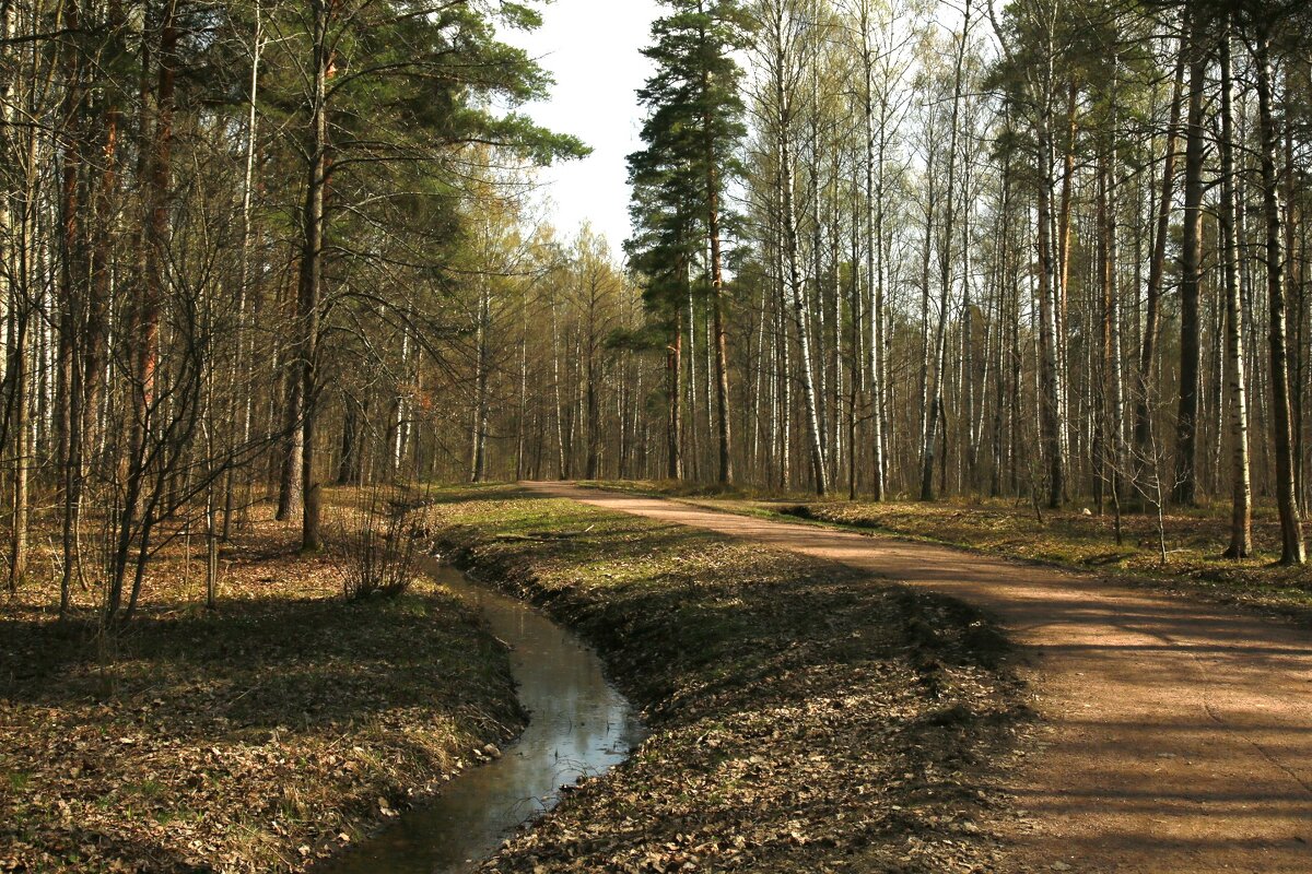 Дорога в парке - Танзиля Завьялова