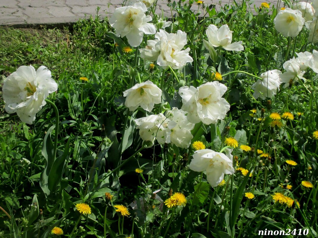 Махровые тюльпаны - Нина Бутко