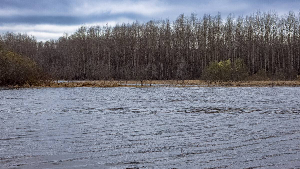Small forest river Bolshoy Puchkas on a cloudy spring day - Sergey Sonvar
