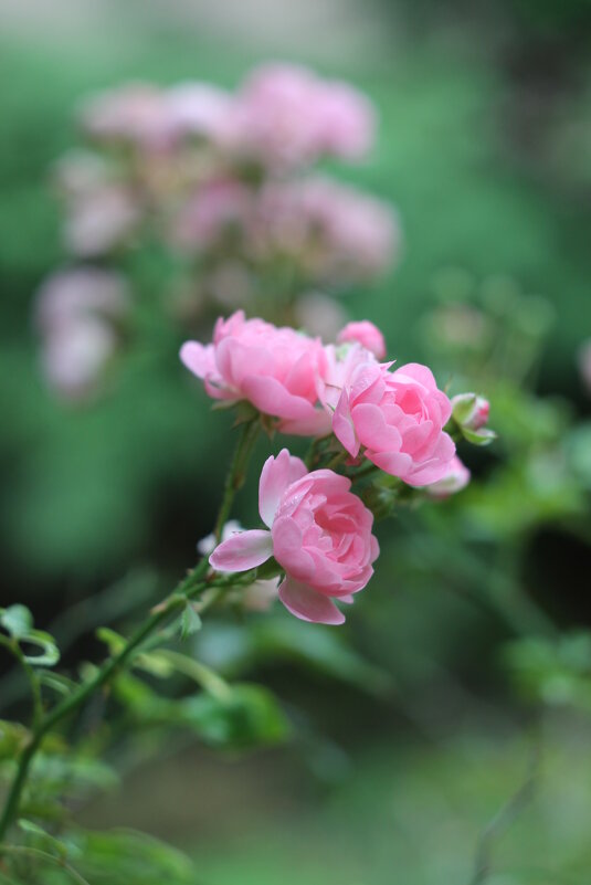 Розовые розы - Екатерина Ярославцева