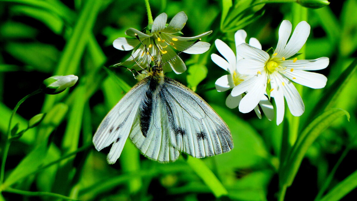 бабочки, снятые сегодня: капустница - Александр Прокудин