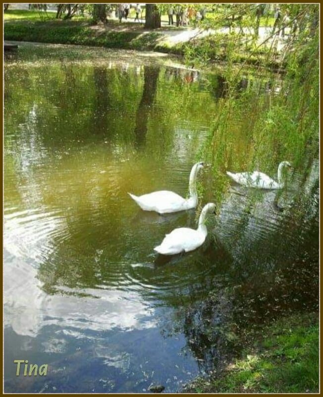 Белые лебеди на пруду - Валентина (Panitina) Фролова