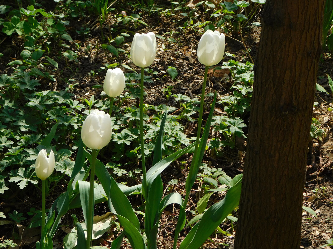 Белые   тюльпаны - Наиля 
