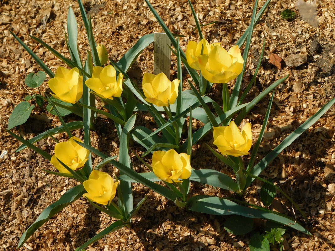 Желтые тюльпаны - Наиля 