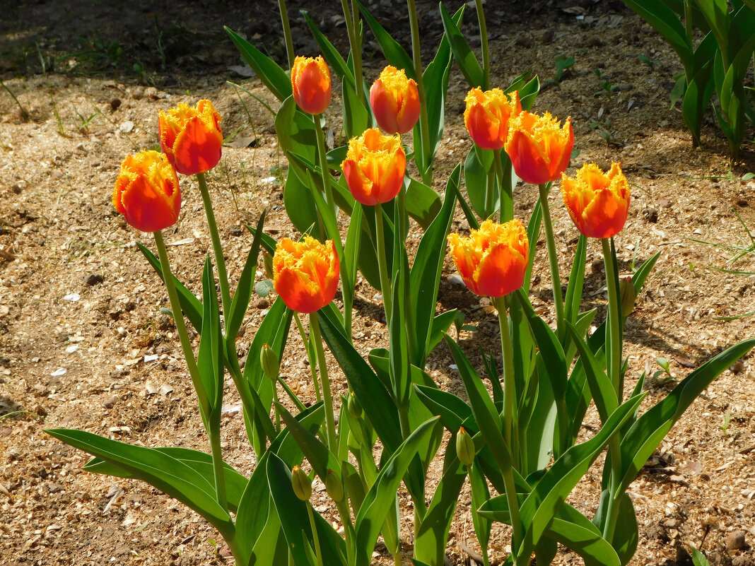 Оранжевые тюльпаны - Наиля 