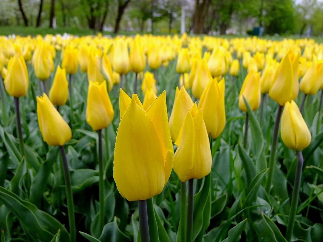Тюльпаны в парке - Фёдор Меркурьев