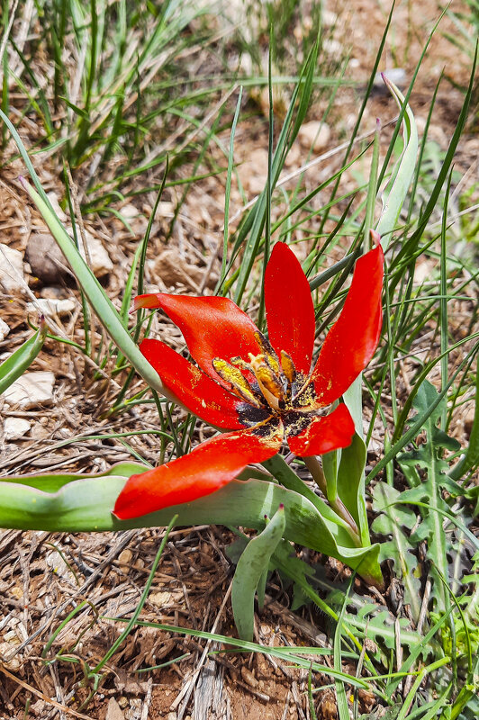 Тюльпан аженский(Tulipa agenensis) - Андрей Жданов