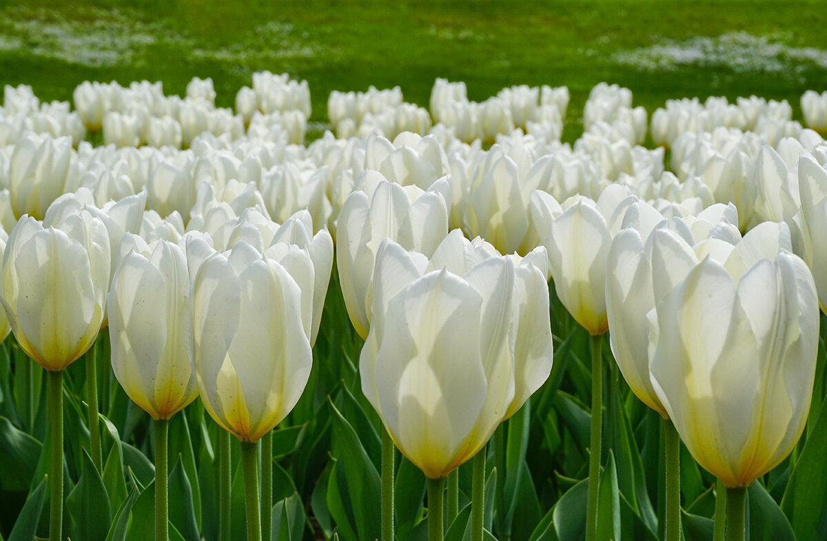 Белые тюльпаны - Ольга 