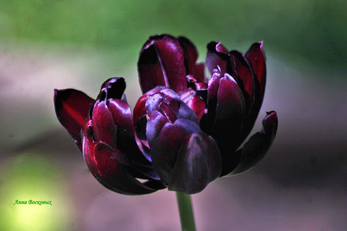Чёрный тюльпан, из серии самых поздних тюльпанов. - Восковых Анна Васильевна 