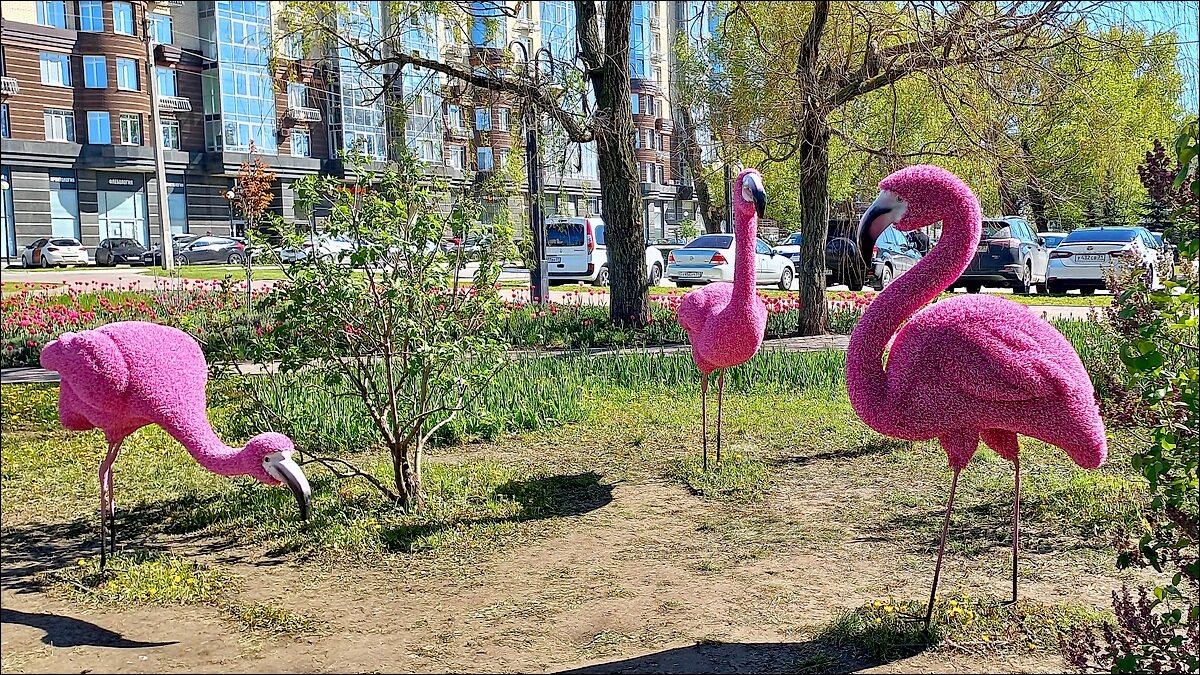 Арт - Фламинго - Сеня Белгородский
