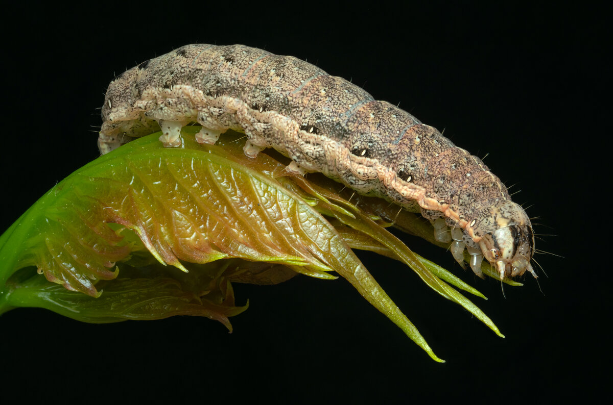 Совка садовая серо-бурая Lacanobia thalassina (Hufnagel, 1766) - Денис Ветренко