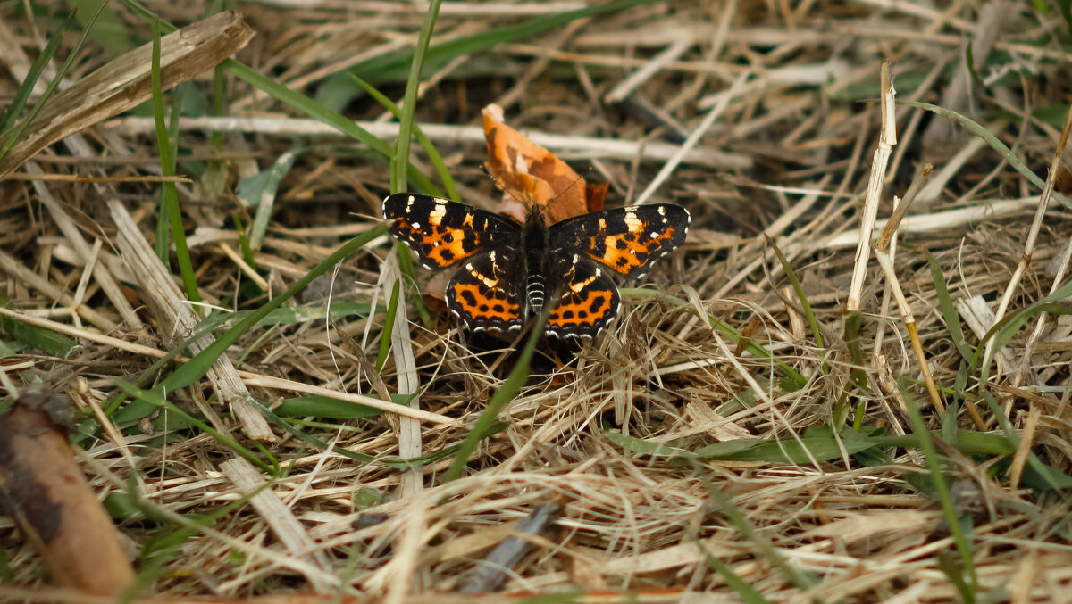 Map Butterfly perched on the grass with wings spread - Sergey Sonvar