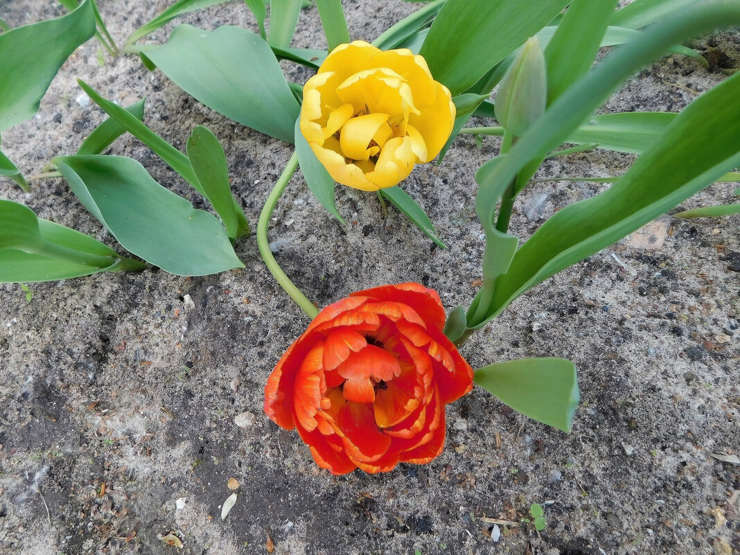 Тюльпаны у дома - Наиля 