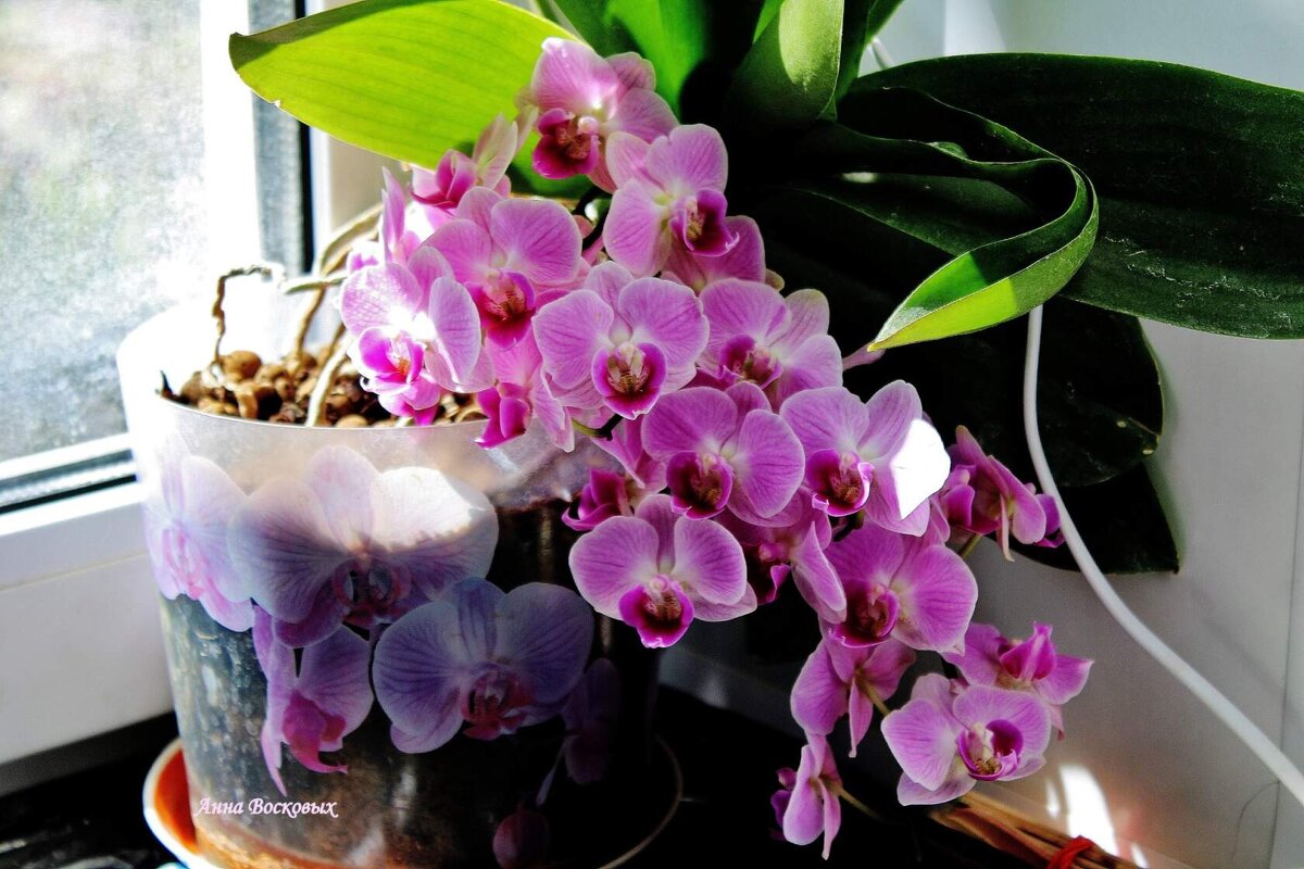 Моя орхидея как начала цвести в начале января, так и цветёт до сих пор! - Восковых Анна Васильевна 