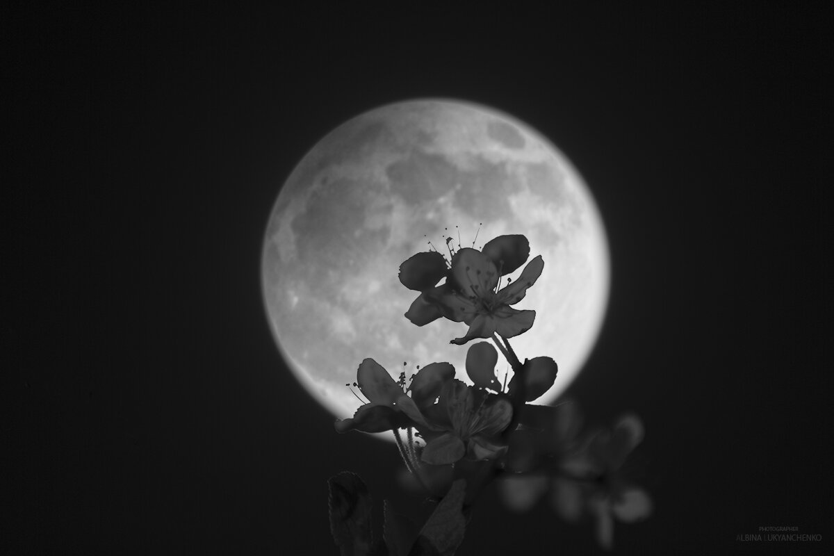 Цветочная луна - Albina Lukyanchenko