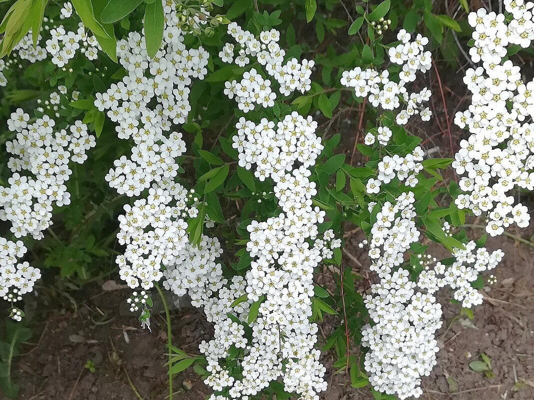 Спирея - Ольга Довженко