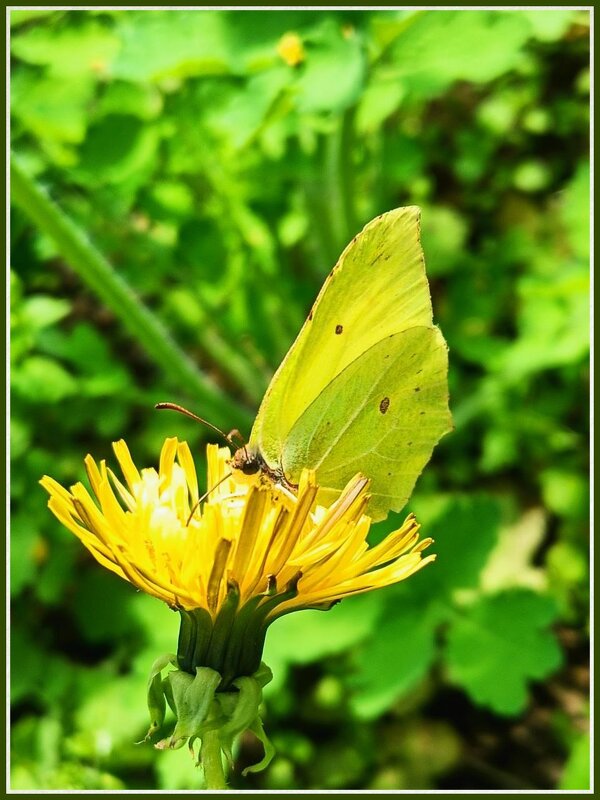 Открытка в жёлто-зелёном цвете - Валентина (Panitina) Фролова