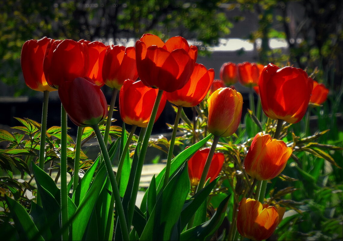 Тюльпаны в моём саду... - Владимир Шошин