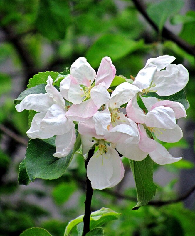 Белая яблоня - Сергей Карачин
