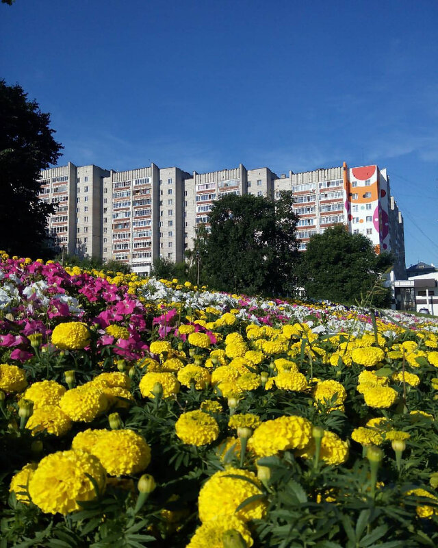 Городские цветы. - Светлана Иванова