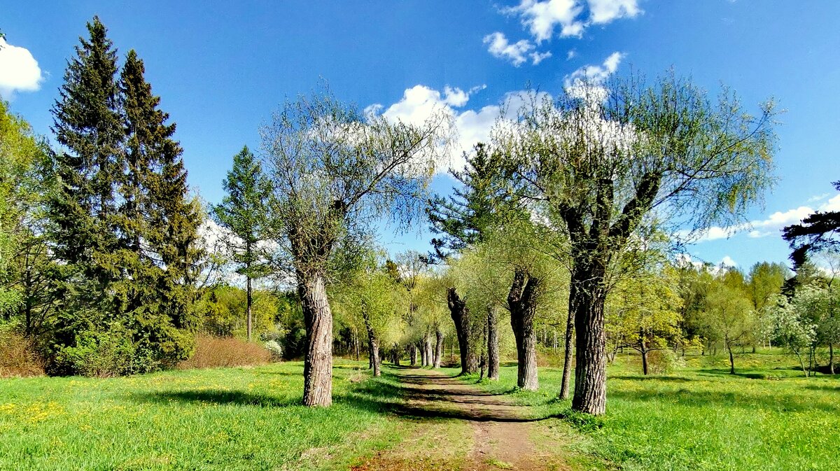 Ивовая аллея в Баболовском парке - Сергей 