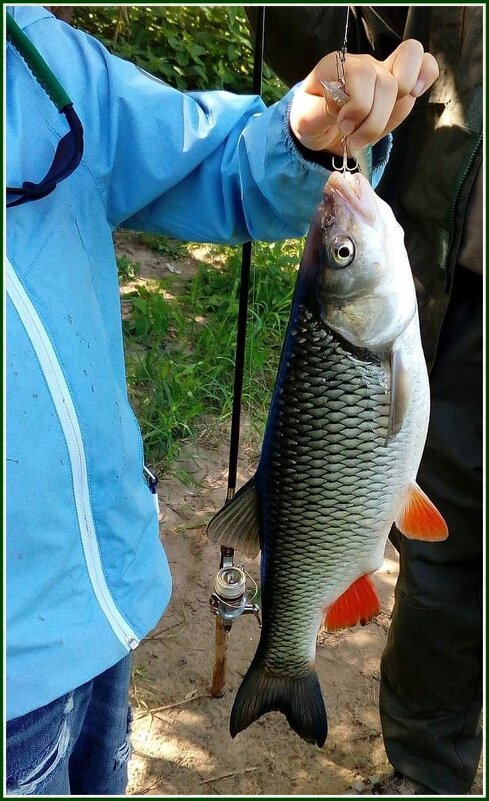 Вот какая рыбка водится в реке Протва Калужской области - Валентина (Panitina) Фролова