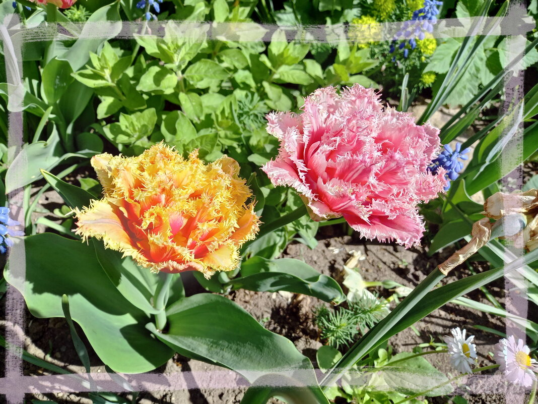 Махровые тюльпаны - veera v